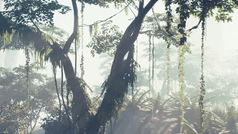 Misty-jungle-rainforest-in-fog